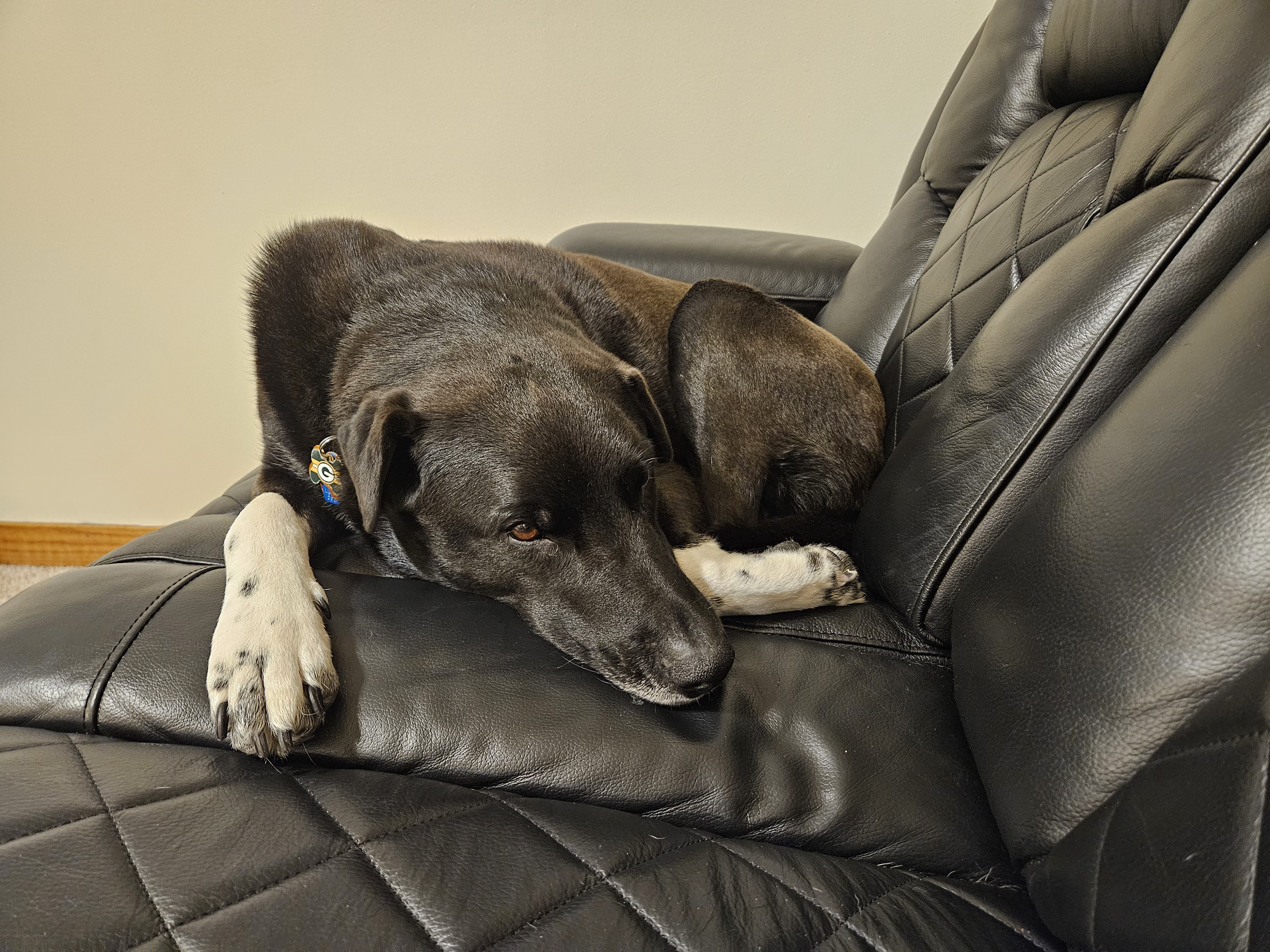 Caspar looking cute laying on the couch