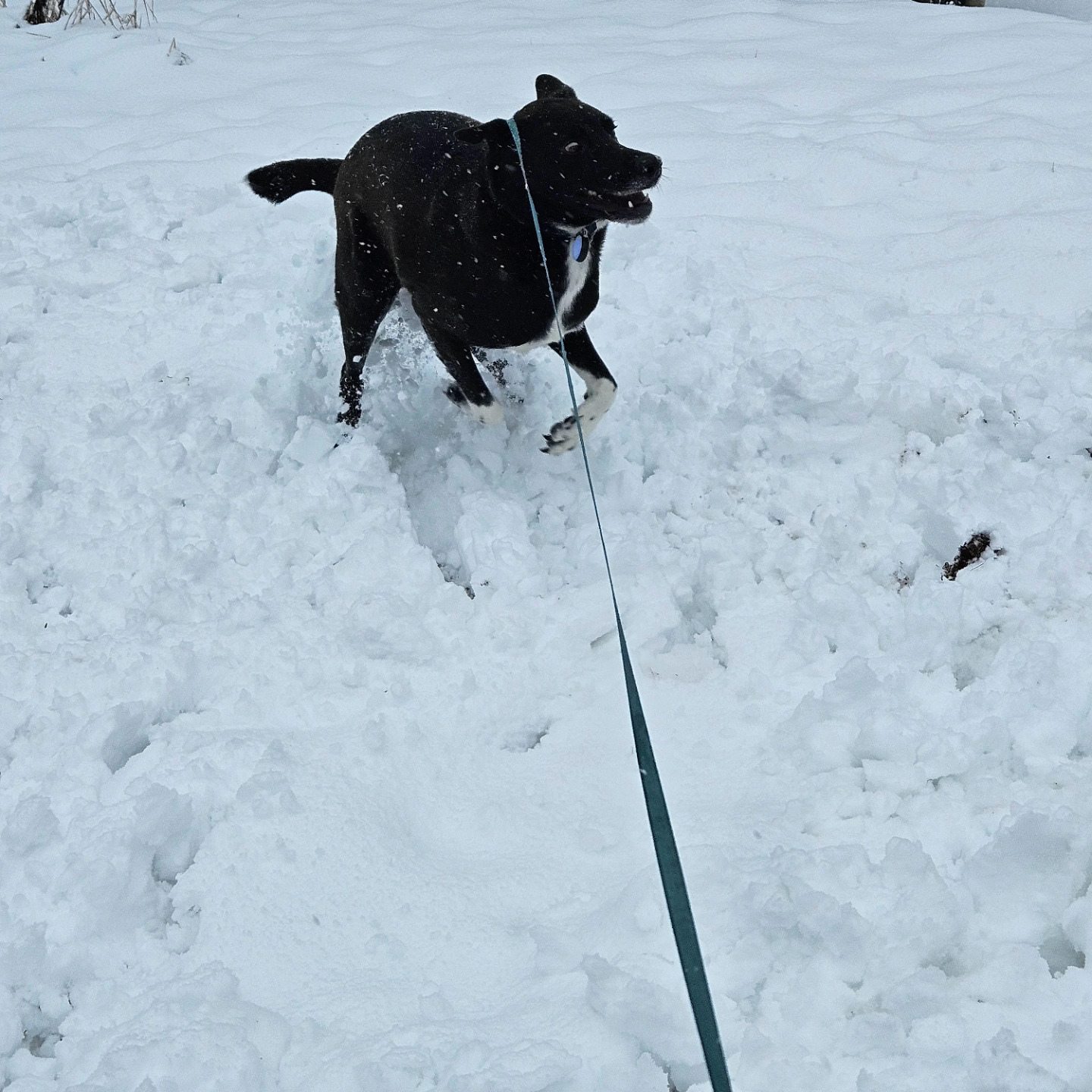 Caspar mid-zoom in the snow